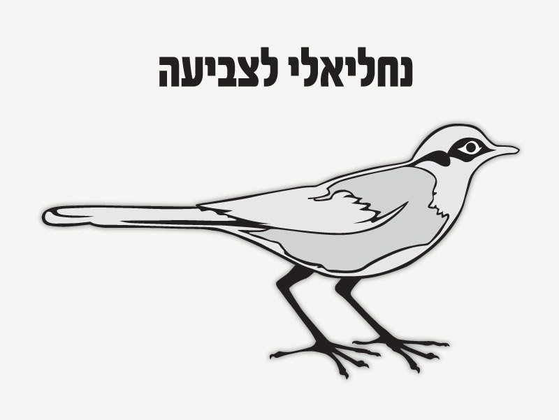 נחליאלי לצביעה מכיל : 36 יח'