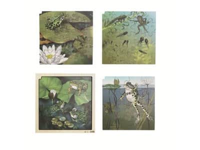 פאזל ארבע שכבות מעץ מחזור חייהם של צפרדע