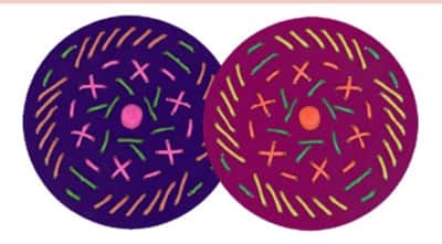 סביבון עץ מחורר 5830