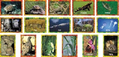 ער' פוטו תחפושות בטבע