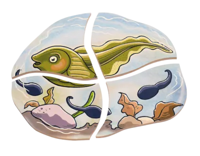 משחק פאזל שכבות צפרדע מעץ beleduc