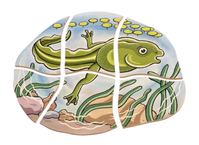 משחק פאזל שכבות צפרדע מעץ beleduc